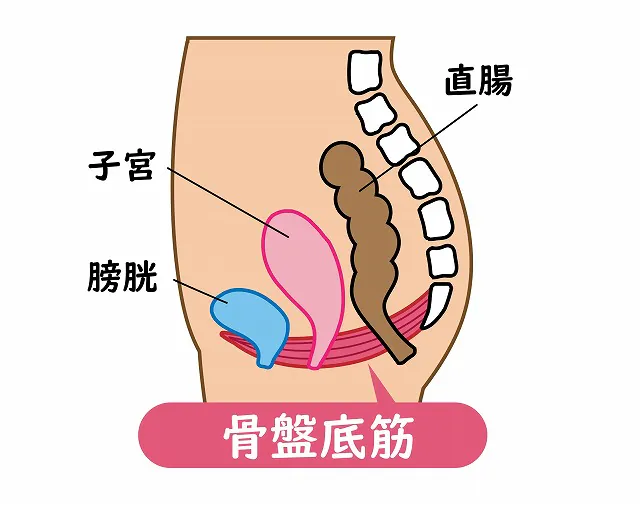 盤底筋の弱化